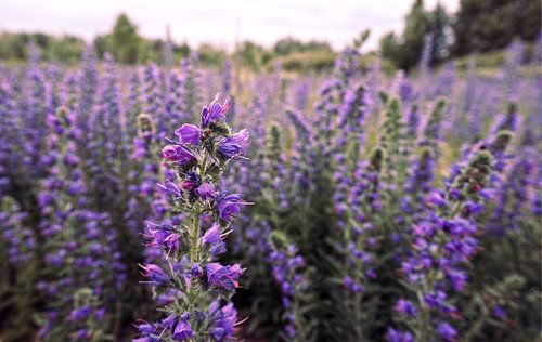 Purple Flower Field