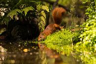 Rode eekhoorn van Leo Kramp Fotografie thumbnail