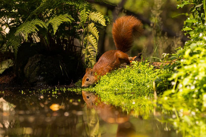 Rode eekhoorn van Leo Kramp Fotografie