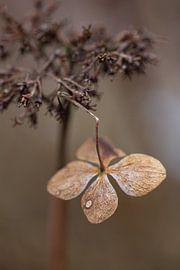 Just hang out by Petra Dreiling-Schewe