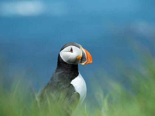 Puffin at Látrabjarg in the Westfjords of Iceland