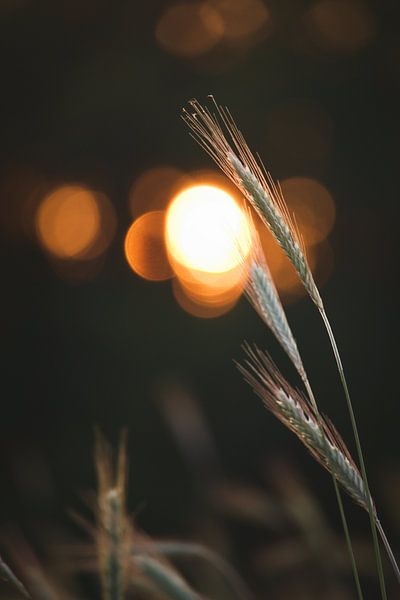 Wheat with setting sun in the background by Steven Marinus