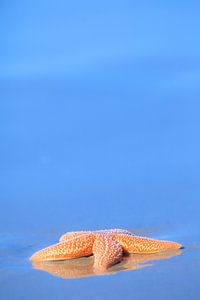 Oranje zeester op het strand in de zomer van Bas Meelker