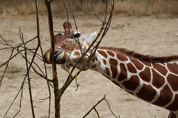 Tiere und Natur