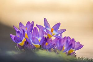 Krokussen in het goudenlicht van de zonsondergang van John van de Gazelle