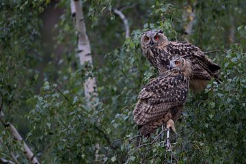 Eurasian Eagle Owl ( Bubo bubo ) two young owls perched side by side in a birch tree, at dusk, wildl van wunderbare Erde