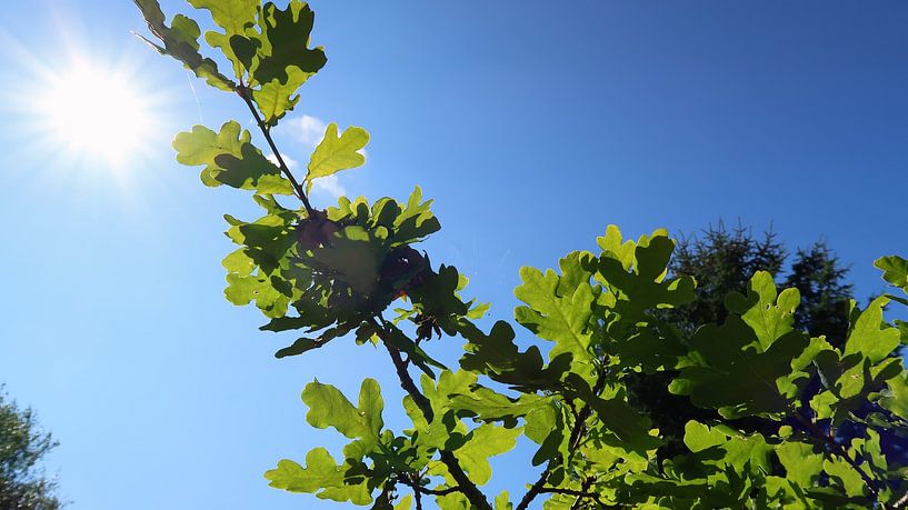 Oak Leaves by Bo Valentino
