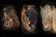 Shetland Pony compilatie Portretten van Gert Hilbink thumbnail