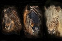 Shetland Pony compilatie Portretten