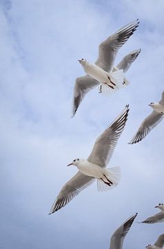 Möwen im Flug