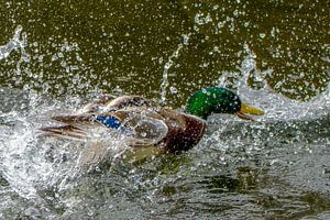 Canard karaté