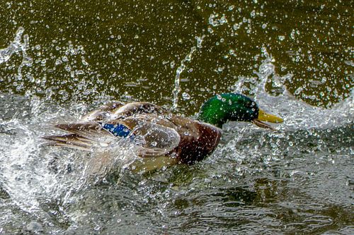 Karate Duck