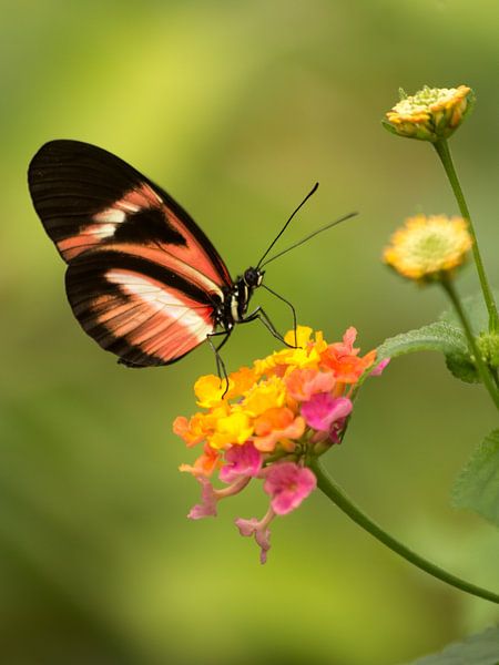 Vlinder by Dennis Graafland