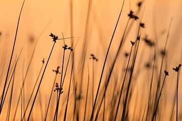 Zonsondergang langs een zweeds meer geeft prachtige oranje achtergrond kleur. van Shotz by Mindy