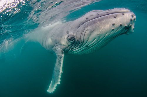 Oog in oog met een gigant