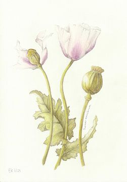Papaver van Esthers Nature Studio