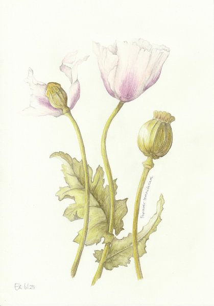 Mohnblume von Esthers Nature Studio