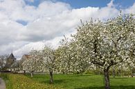 Bloeiende fruitbomen in Oud Valkenburg, Noord-Limburg van Ger Beekes thumbnail