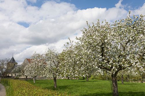 Arbres fruitiers à fleurs dans le vieux Valkenburg, Limbourg septentrional