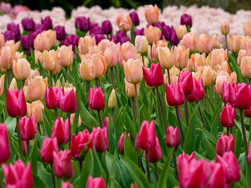 In Lisse, Nederland, staan de tulpenvelden in volle bloei