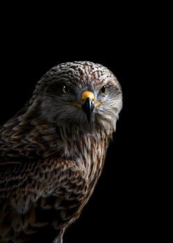 Portret van een buizerd
