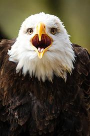 Pygargue à tête blanche sur Miranda Jansen Fotografie