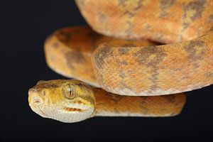 Boa des jardins (Corallus hortulana)