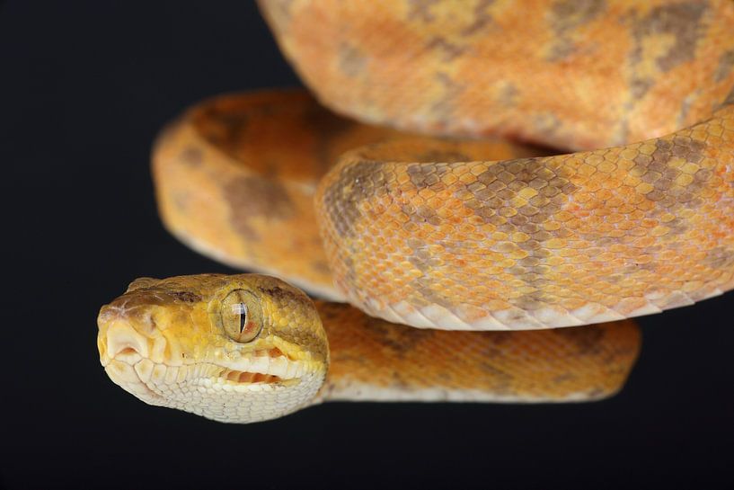 Gartenboa (Corallus hortulana) von Ronald Pol