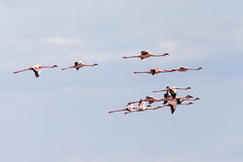 Flight over Natron by Yves Dohmen