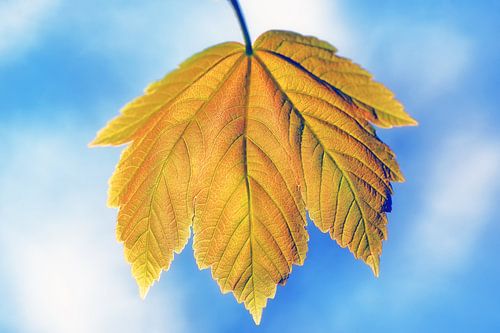 Geel bruin blad van een Esdoorn met blauwe bokeh