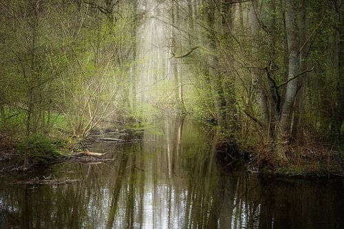 Calm creek flows through an enchanted forest with reflections in the water, copy space, selected foc