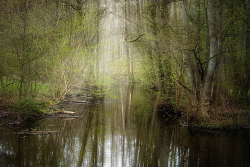 Ruhiger Bach fließt durch einen verwunschenen Wald mit Reflexionen im Wasser, Kopierraum, ausgewählt