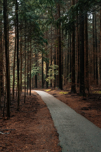 Auf einem sonnigen Waldwanderweg
