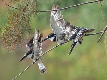 Jonge bonte ijsvogels van Arie Maasland