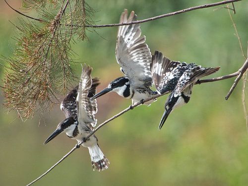 Juvenile pied kingfishers