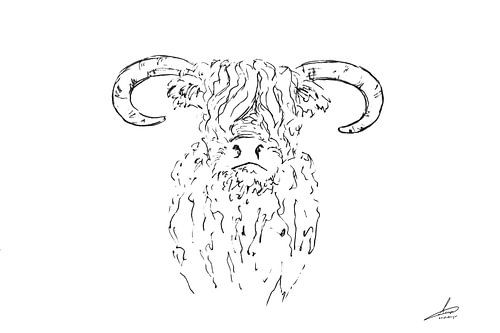 Schotse hooglander - minimalistische tekening in wit zwart - Frontaal hoorns omlaag