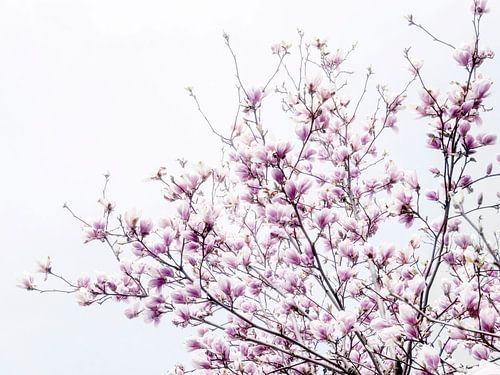 Pink flowers of the Magnolia spring blossom IV