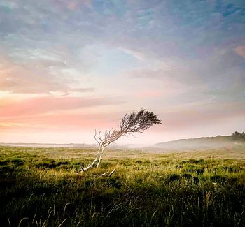 Path of Twenty Vlieland