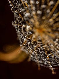 Warm golden lines: An abstract representation of a fluff with droplets by Marjolijn van den Berg
