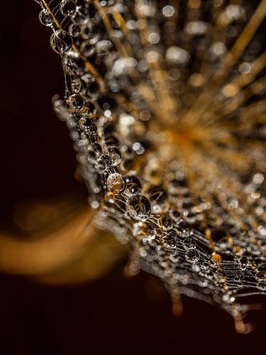 Warm golden lines: An abstract representation of a fluff with droplets by Marjolijn van den Berg