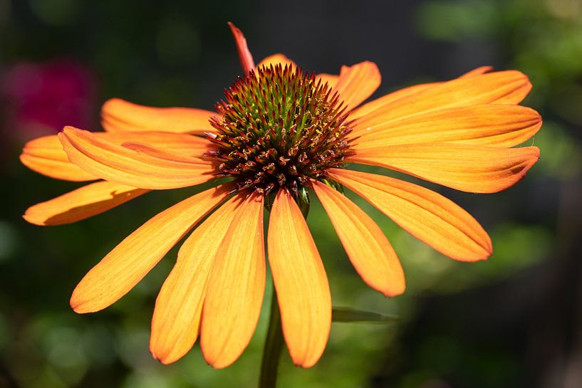 Echinacea purpurea, coneflower van Alexander Ludwig