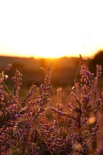 Close-up of flowering heather