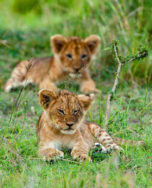 Lion cubs by Peter Michel