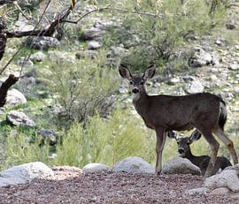 Des cerfs dans un jardin à Tucson sur Bernard van Zwol