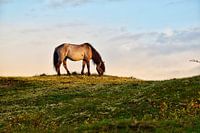 Konik horse in Oranjezon