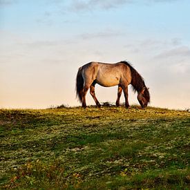 Konik horse in Oranjezon by Amy Huibregtse