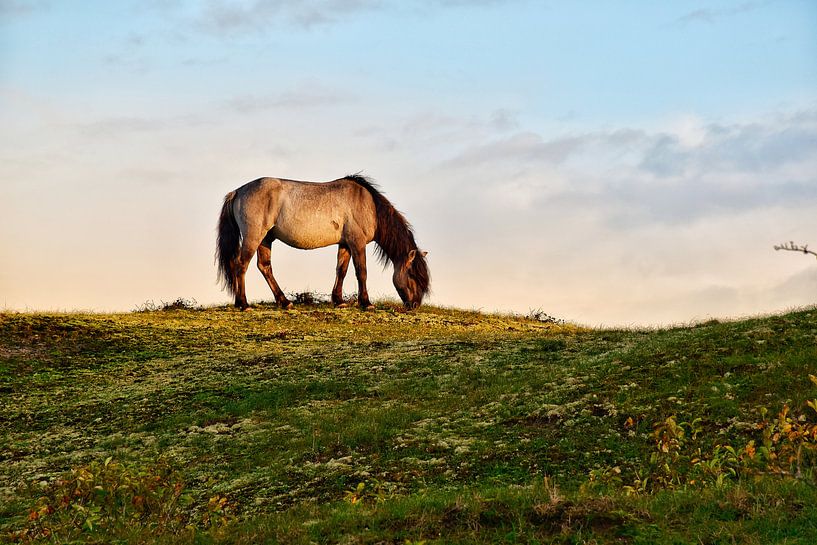 Konik-Pferd in Oranjezon von Amy Huibregtse