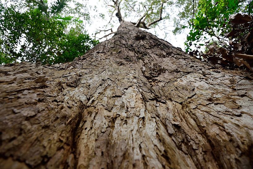Looking up a giant tree by Frank's Awesome Travels