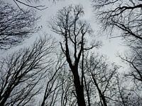 trees in black and white