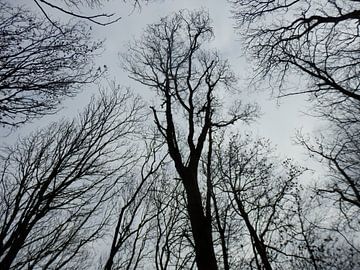 trees in black and white van Albert Iepsma